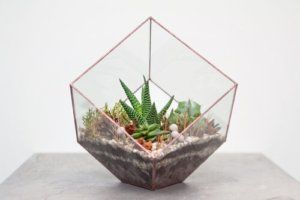 Tiny Gardens You Can Grow On a Tabletop